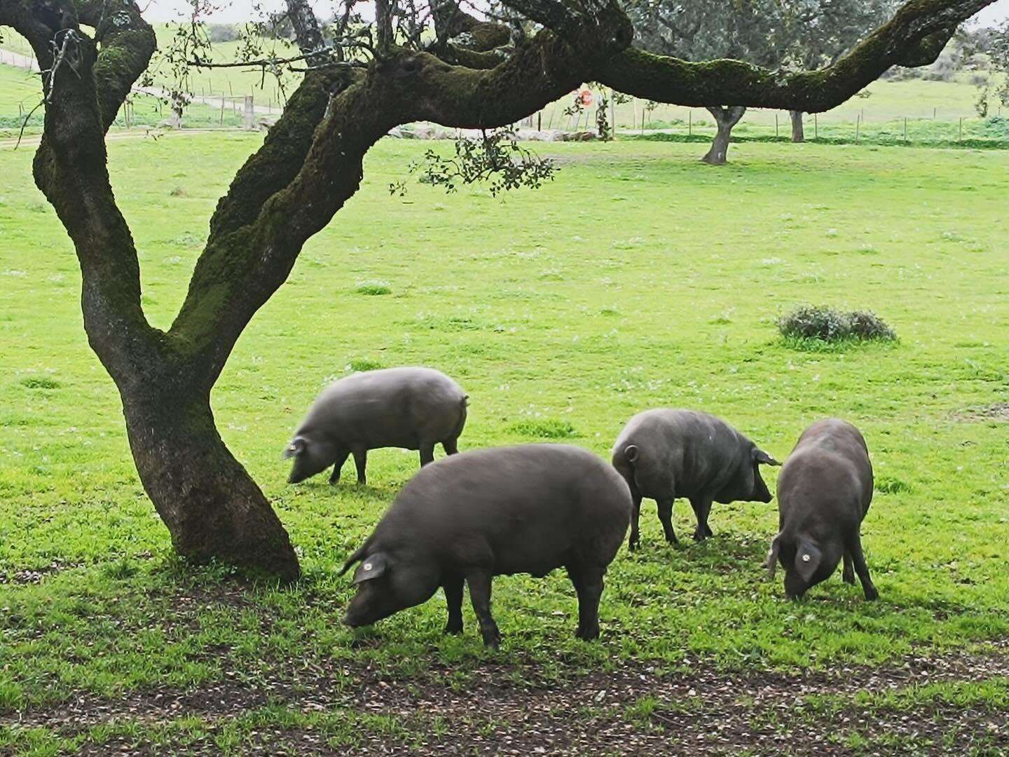 Sabores autênticos do Alentejo
